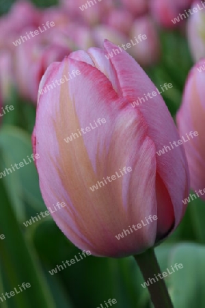 Tulpe