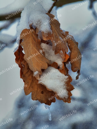 Eichenbltter mit Schnee