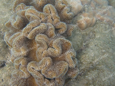 Great Barrier Reef