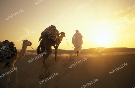 Ein Beduine mit seinen Kamelen in der Sahara Wueste bei Douz im zentralen sueden in Tunesien in Nordafrika.