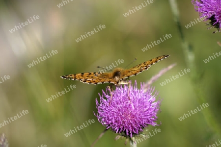 Schmetterling