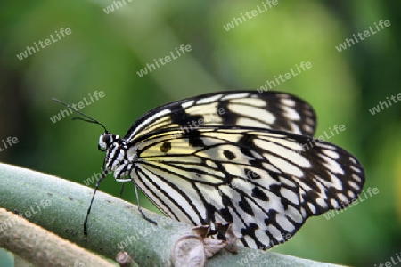 Schmetterling