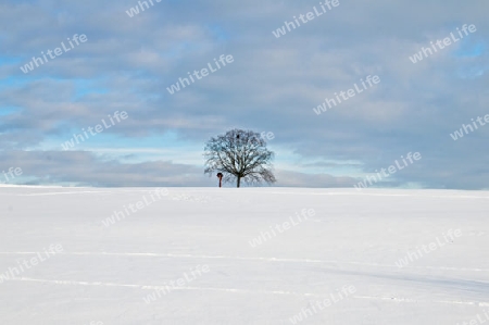 winterliche Szene mit einsamem Baum