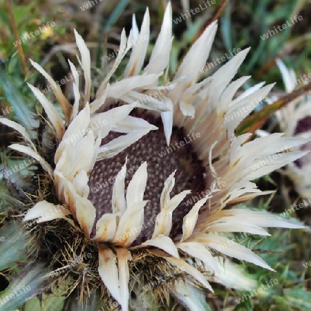 Silberdistel