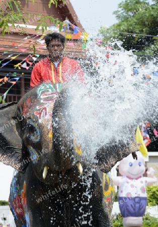 Das Songkran Fest oder Wasserfest zum Thailaendischen Neujahr ist im vollem Gange in Ayutthaya noerdlich von Bangkok in Thailand in Suedostasien.  