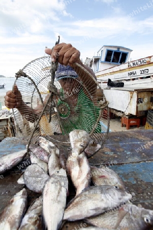 Suedamerika, Karibik, Venezuela, Isla Margarita, Juangriego, Strand, Fischer, Fischmarkt, Fisch, Wirtschaft, Fischerhafen, Mann, Arbeit, Alltag