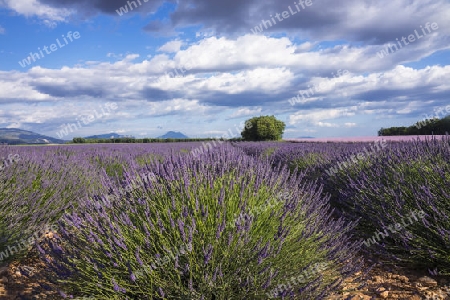 Lavendel in der Provence