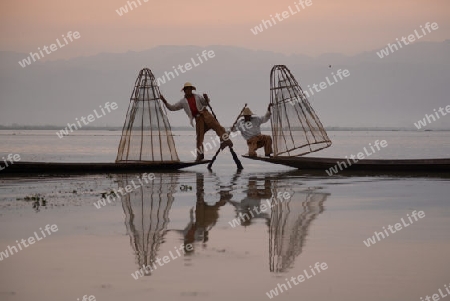 Fishermen at sunrise in the Landscape on the Inle Lake in the Shan State in the east of Myanmar in Southeastasia.