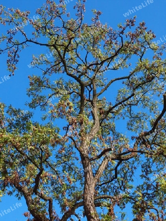 Baum im Herbst