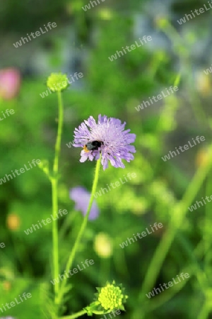 Witwenblume, Feld-, mit Hummel