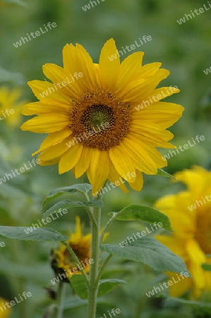 Sonnenblume