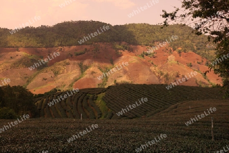 Die Landschaft mit Tee Plantagen beim Bergdorf Mae Salong in der Huegellandschaft noerdlich von Chiang Rai in der Provinz Chiang Rai im Norden von Thailand in Suedostasien.