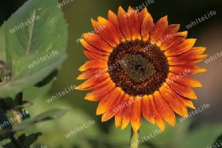 Sonnenblume