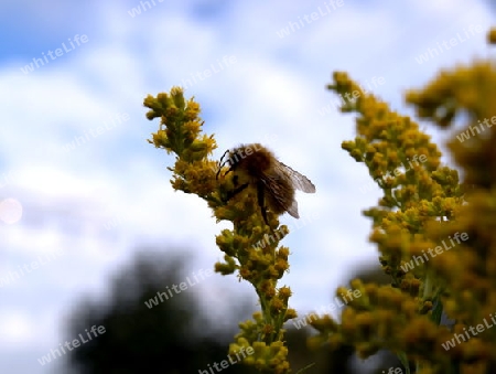 Biene bei der Arbeit