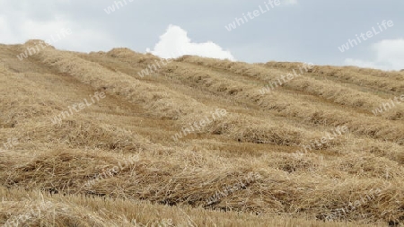 abgeerntetes Kornfeld