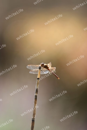 Libelle auf Schachtelhalm