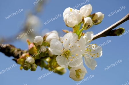 herrliche Kirschbl?te im April