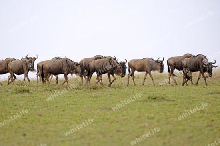 Herde Wei?bartgnus, Gnu, Gnus (Connochaetes taurinus) auf der Wanderung, great Migration,  durch die Masai Mara, Kenia, Afrika