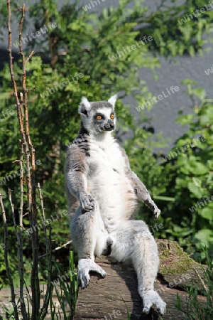 Lemur