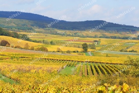 Rheingau im Herbst