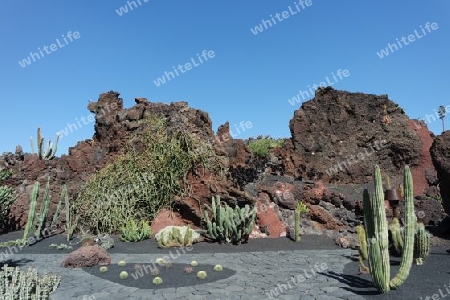 Kaktusgarten auf Lanzarote