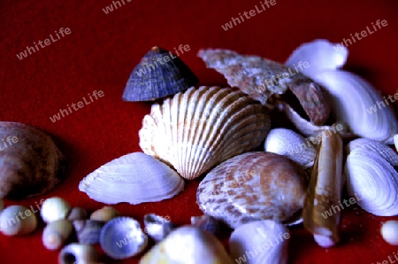 Stlleben mit Muscheln vor rotem Hintergrund