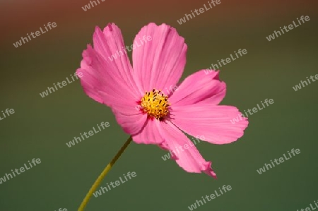 Cosmea