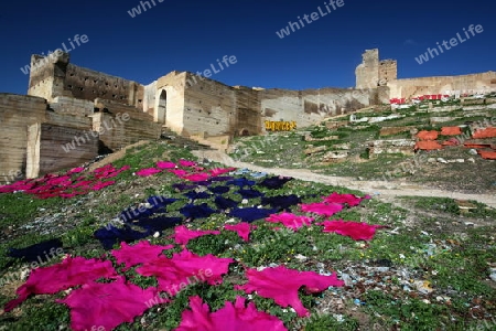 The fresh Leather gets dry on the sun near Leather production in front of the Citywall in the old City in the historical Town of Fes in Morocco in north Africa.