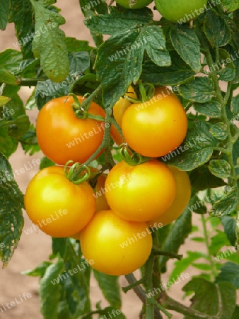 Tomaten