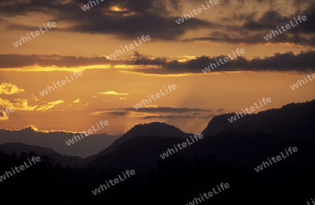 a evening in the tropical Forest up the hills of the city Copan in Honduras in Central America,