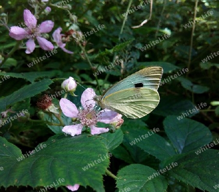 Kohlwei?ling auf Brombeerblüte IV (Vergr.III)