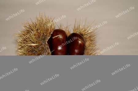 Igel mit Kastanien