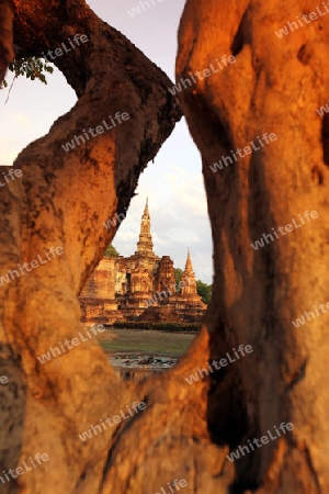 Der Wat Mahathat Tempel in der Tempelanlage von Alt-Sukhothai in der Provinz Sukhothai im Norden von Thailand in Suedostasien.