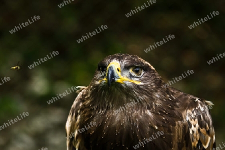 Adler mit blick auf Biene