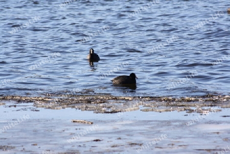 Die schwarzen Enten