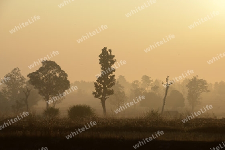 Die Landwirtschaft mit Reisfeldern im Winter bei Amnat Charoen im Isan im osten von Thailand,