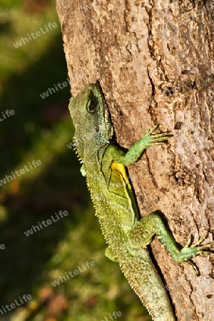 Wasseragame