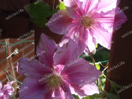 Clematis Pink Fantasy