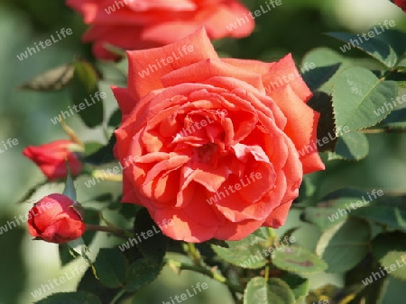 rote rose im Garten