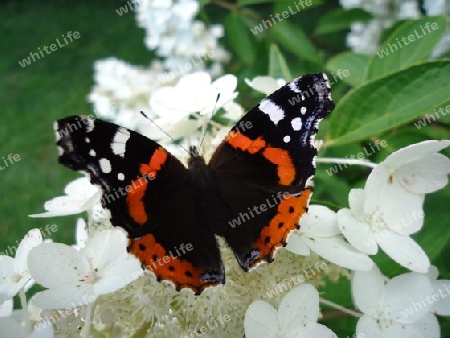 Schmetterling