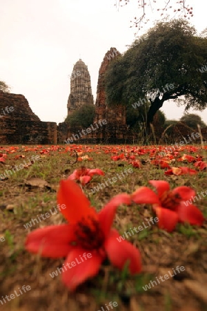 Der Wat Ratburana Tempel in der Tempelstadt Ayutthaya noerdlich von Bangkok in Thailand. 