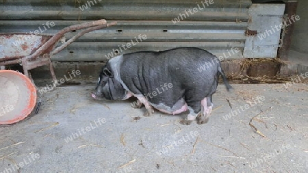 H?ngebauchschwein