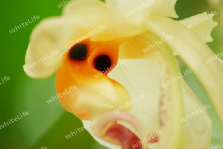 orchidee