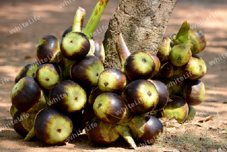 sugar Nuts are rady for sale near the City of Siem Riep in the west of Cambodia.