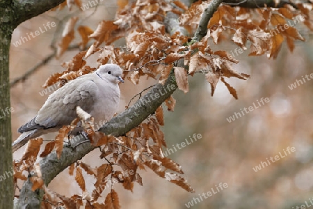 Tuerkentaube, Streptopelia decaocto