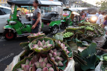 flowers at the flowermarket at the Pak Khlong Markt in Banglamphu in the city of Bangkok in Thailand in Suedostasien.