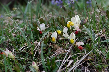 Buchsbl?ttrige Kreuzblume, Polygala chamaebuxus