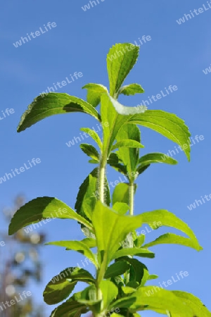 Stevia-Pflanze