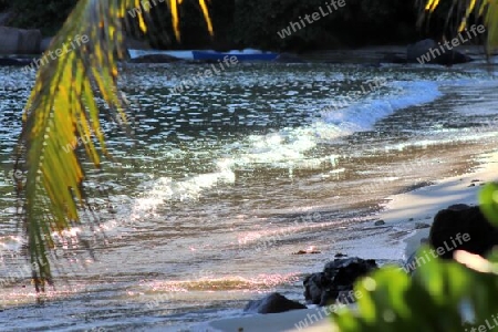 Beautiful palm trees at the beach on the tropical paradise islands Seychelles