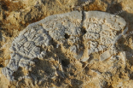 Fossil